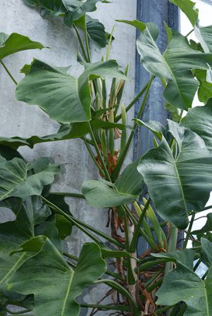 Mayo 177, pictured in Royal Botanic Gardens, Kew Image Copyright © 2015 by David Scherberich