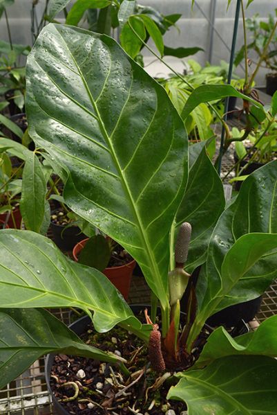 文件:Anthcubense 02.jpg