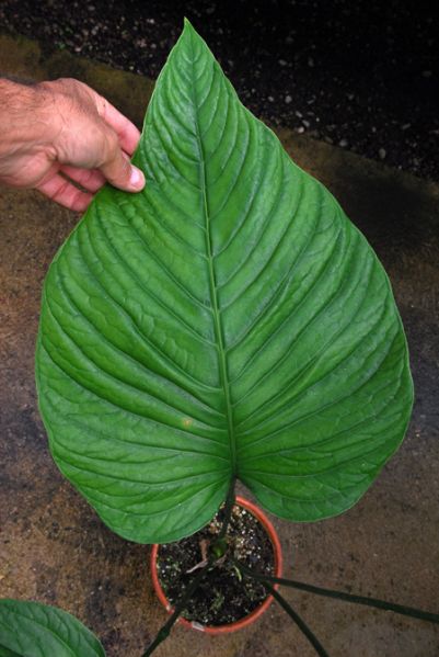 文件:Anthoerstedianum 06.jpg