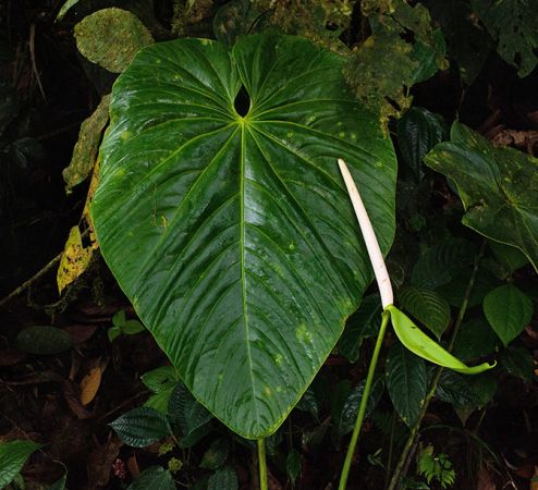 Pictured in Pacto - Pichincha Province Image Copyright © 2024 by María Eugenia Sulen