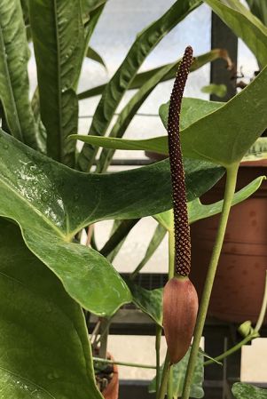 Pictured at the Jardin Botanique du Montet (Nancy, France) Image Copyright © 2020 by David Scherberich