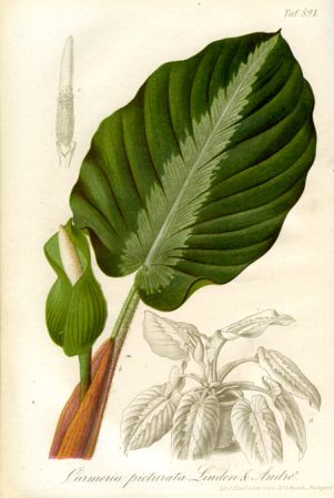 As Curmeria picturata Linden & André, in Regel, Gartenflora 26: 33 (1877).