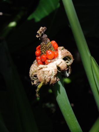 Pictured at the Jardin Botanique de Lyon (France) Image Copyright © 2008 by David Scherberich