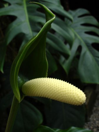 Pictured in the Botanischer Garten München (Germany) Image Copyright © 2006 by David Scherberich
