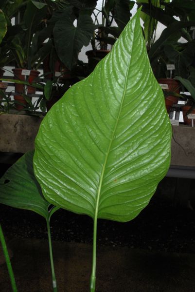 文件:Anthoerstedianum 01.jpg