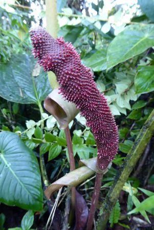 Pictured in La Planada Reserve, Narino, Colombia Image Copyright © 2018 by Bruce Dunstan