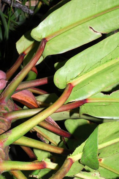 文件:Philobonifaziae 06.jpg