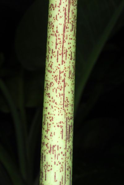 文件:Alocscabriuscula 04.jpg