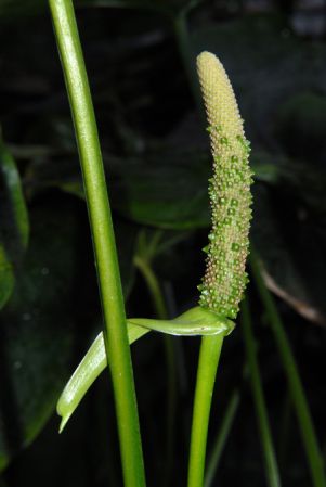 Pictured at the Jardin Botanique National de Belgique (Meise, Belgium) Image Copyright © 2010 by David Scherberich