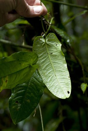 Pictured in Guatemala Image Copyright © 2013 by Fred Muller
