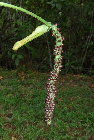 Croat 104434, pictured in Carchi, Ecuador Image Copyright © 2013 by David Scherberich