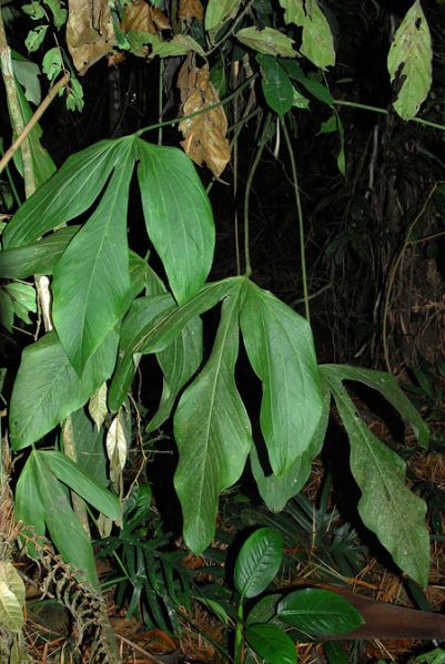 文件:Anthalatum 01.jpg