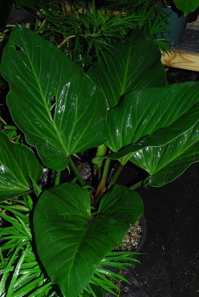 文件:AnthmancunienseRG 01.jpg