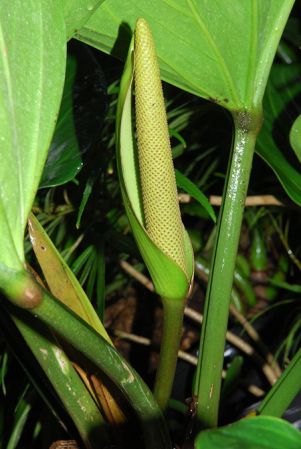 Pictured at Ree Gardens (Miami, Florida) Image Copyright © 2012 by David Scherberich