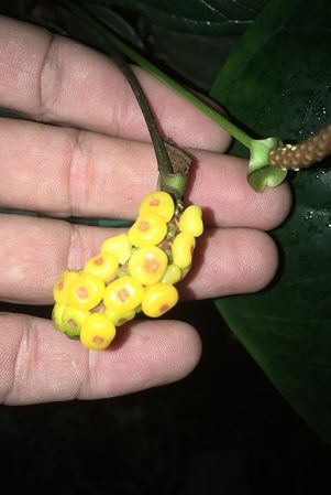 Image Copyright © 2019 by Fred Muller