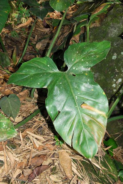 文件:Philobarrosoanum 02.jpg