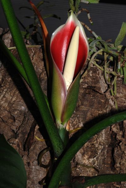 文件:Philobrandtianum 10.jpg