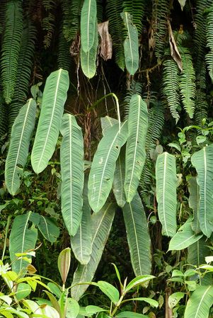 Pictured in Valle de Cauca, Colombia Image Copyright © 2015 by Bruce Dunstan