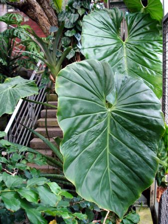 Pictured at the Botanischer Garten und Botanisches Museum Berlin-Dahlem (Germany) Image Copyright © 2006 by David Scherberich