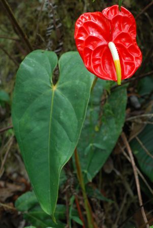 Pictured in Carchi, Ecuador Image Copyright © 2013 by David Scherberich