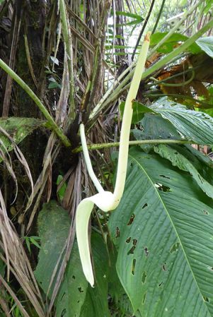 Pictured in La Planada Reserve, Narino, Colombia Image Copyright © 2018 by Bruce Dunstan