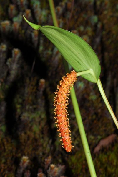 文件:AnthoxybeliumCroat 02.jpg