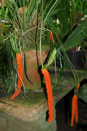 Pictured in the Botanischer Garten der Universitat Göttingen (Germany) Image Copyright © 2011 by David Scherberich