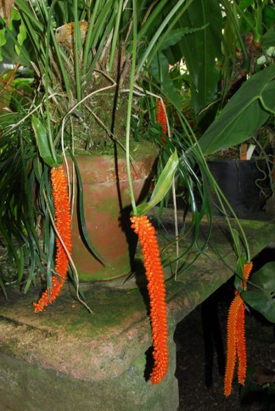 文件:Anthoxyphyllum 02.jpg