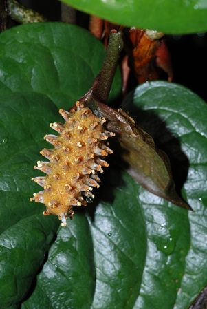 Pictured at the Palmengarten (Frankfurt, Germany) Image Copyright © 2010 by David Scherberich