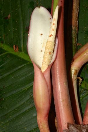 Croat 105611 pictured in San Juan de Piatua (Napo, Ecuador) Image Copyright © 2015 by David Scherberich