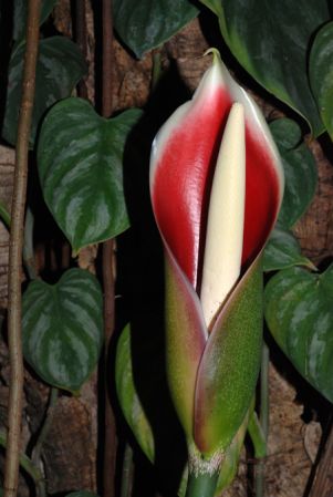 Pictured at the Jardin Botanique de Lyon (France) Image Copyright © 2013 by David Scherberich