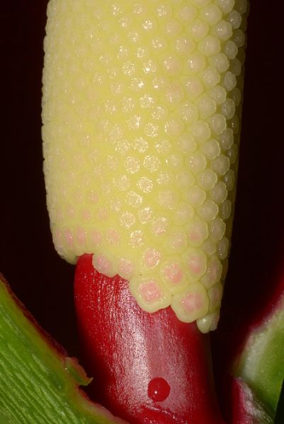 文件:Philobrunneicaule 07.jpg