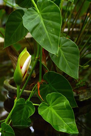 PB03-561 from French Guiana, pictured at the Jardin Botanique de Lyon (France) Image Copyright © 2020 by David Scherberich