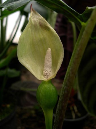 Pictured at the Jardin Botanique de Lyon (France) Image Copyright © 2006 by David Scherberich