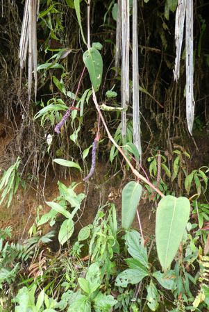 Pictured in Nutibara, Antioquia, Colombia Image Copyright © 2019 by Bruce Dunstan