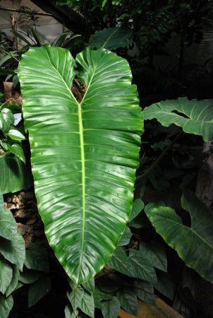From Ecuador, pictured at the Jardin Botanique de Lyon (France) Image Copyright © 2009 by David Scherberich