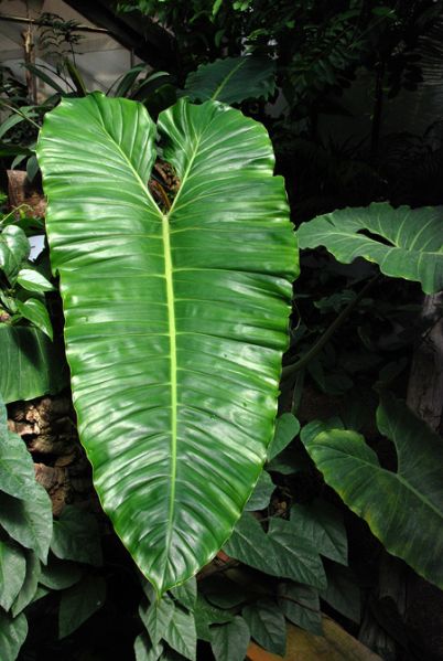 文件:Philomegalophyllum 07.jpg