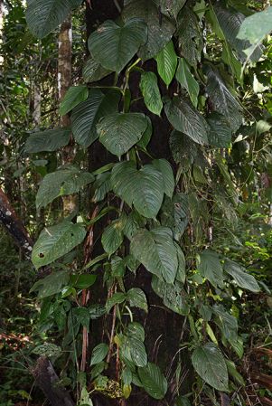 Croat 105929 pictured in Yasuni National Park (Orellana, Ecuador) Image Copyright © 2015 by David Scherberich