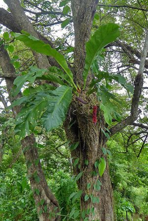 Pictured in Chiriqui, Panama Image Copyright © 2016 by Bruce Dunstan