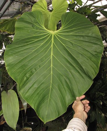 Pictured S of Bahia Solano, Choco (Colombia) Image Copyright © 2020 by Dylan Hannon