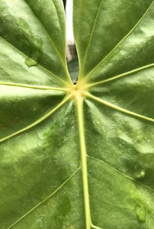 Croat 93460 from Cotopaxi, Ecuador Pictured at the Jardin Botanique du Montet (Nancy, France) Image Copyright © 2020 by David Scherberich