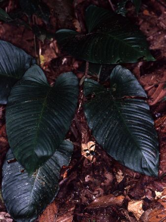 Pictured in Saul, French Guiana Image Copyright © 2006 by David Scherberich