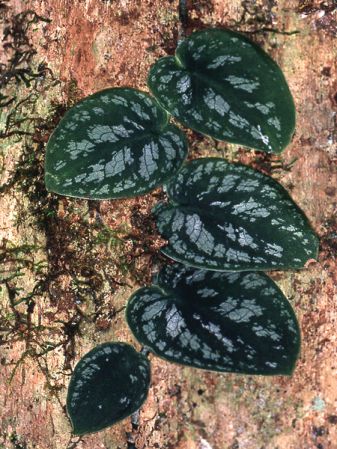 Juvenile form, pictured in Saul, French Guiana Image Copyright © 2006 by David Scherberich