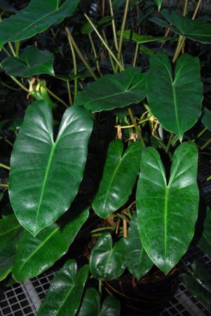 Pictured in Royal Botanic Gardens, Kew Image Copyright © 2012 by David Scherberich