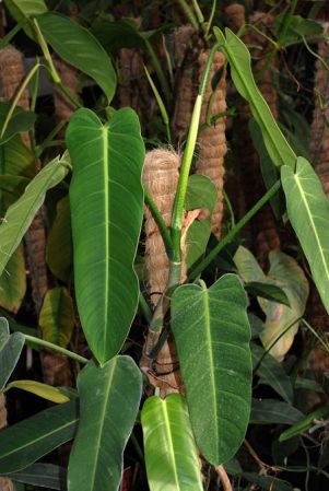 C. Horich collection from Costa Rica Pictured at the Jardin Botanique de Lyon (France) Image Copyright © 2011 by David Scherberich