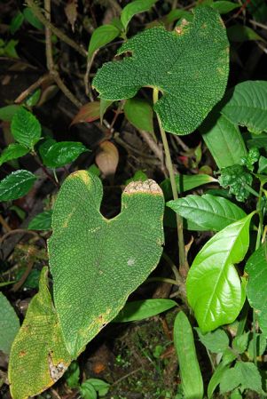 Croat 104554, pictured in Carchi, Ecuador Image Copyright © 2003 by David Scherberich