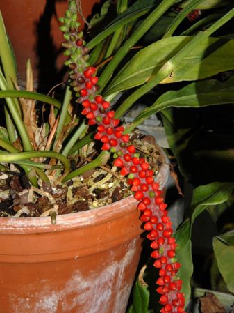 Croat 93343 from Ecuador Pictured at the Jardin Botanique du Montet (Nancy, France) Image Copyright © 2008 by David Scherberich