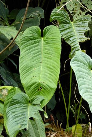 Pictured in Pichincha, Ecuador Image Copyright © 2017 by Bruce Dunstan