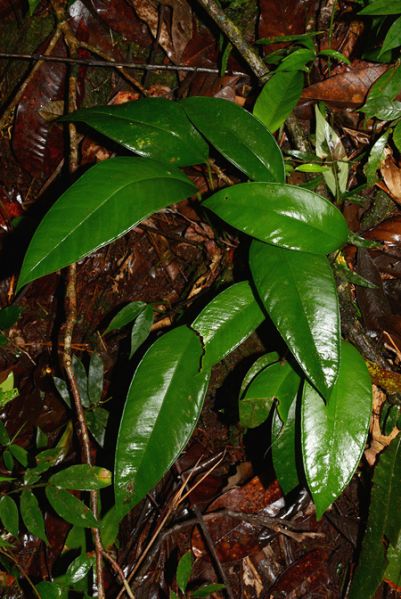 文件:AnthapaporanumCroat 01.jpg