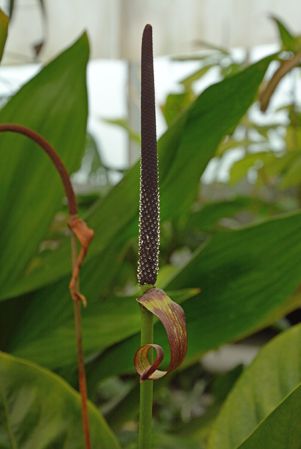 From Bolivar, Venezuela, pictured at the Jardin Botanique de Lyon (France) Image Copyright © 2020 by David Scherberich